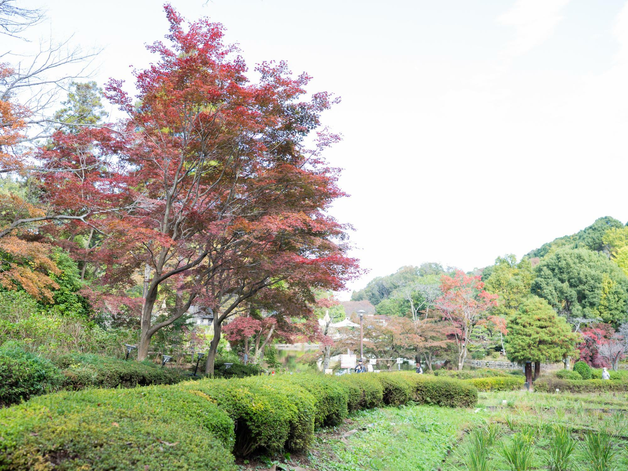 2023年11月半ば薬師池公園の様子