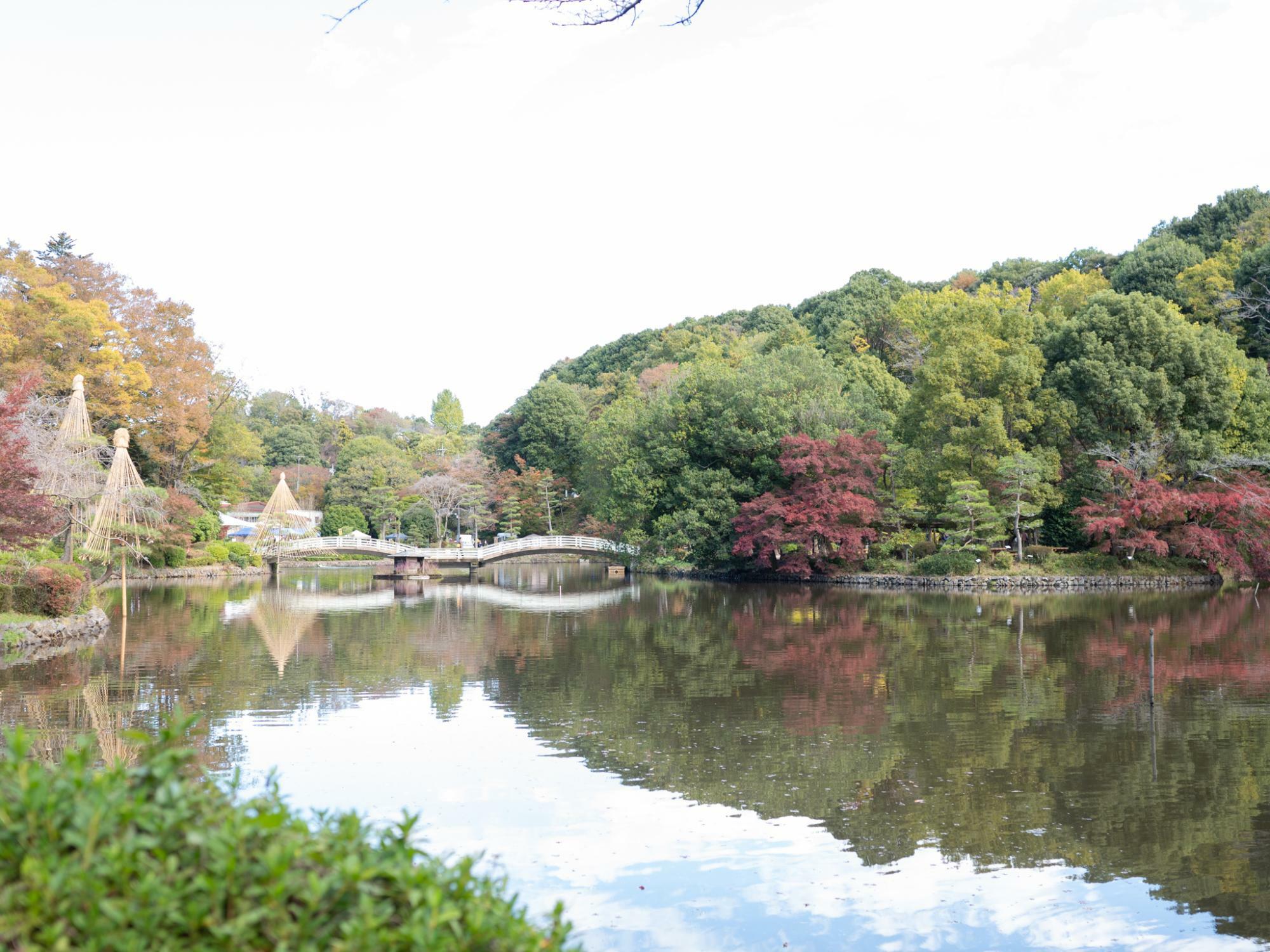 2023年11月半ば薬師池公園の様子