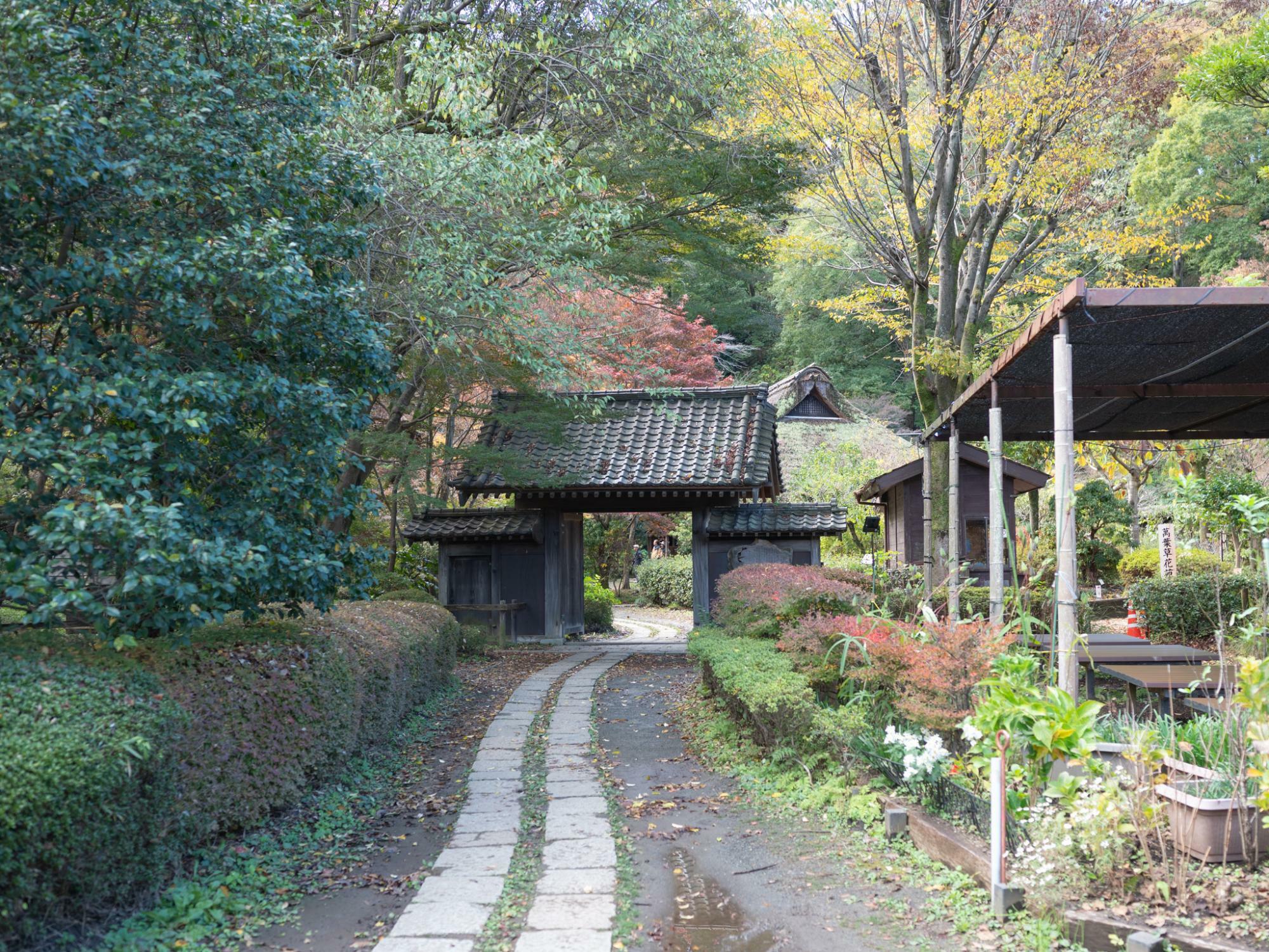 2023年11月半ば薬師池公園の様子