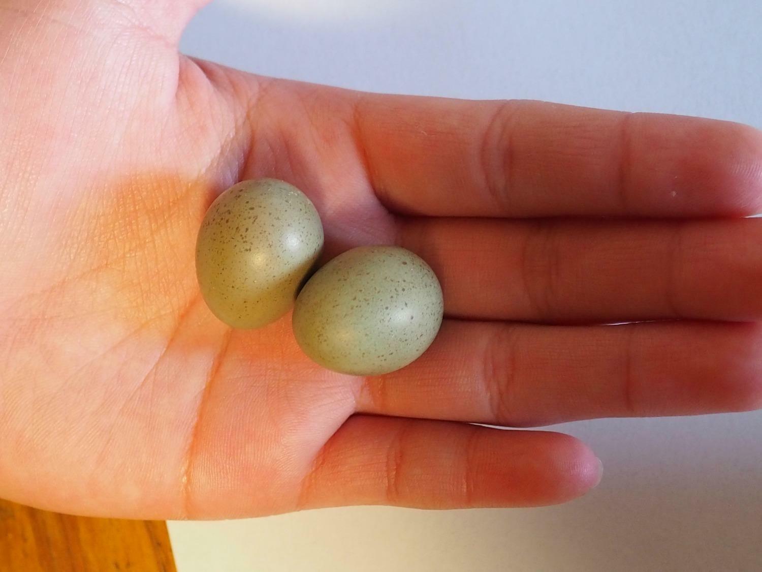 卵のサイズ。市販のウズラの卵よりも小さい