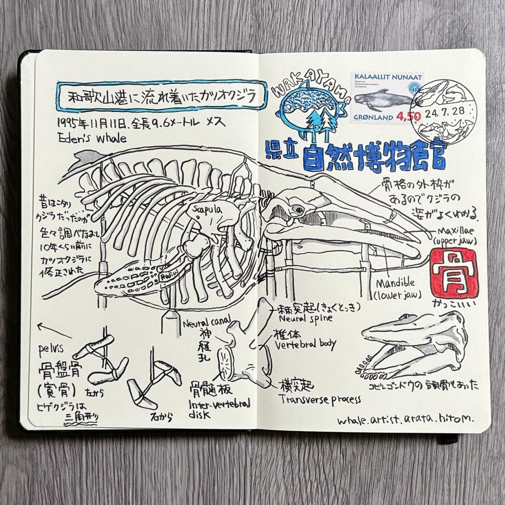 クジラをきちんと伝えるために、日々学びと修練