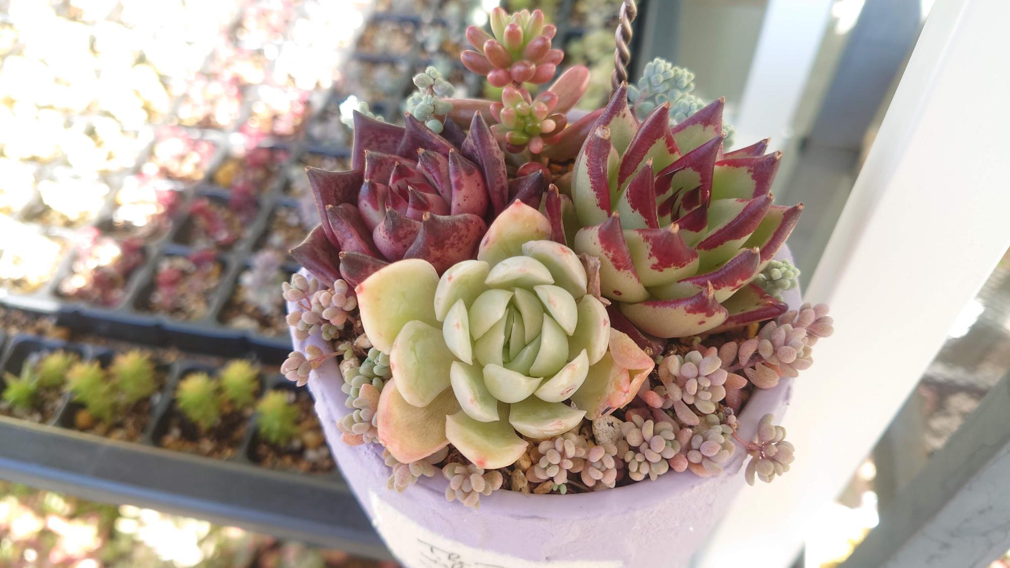 乙女心をくすぐる美韓国多肉植物を200苗爆買い！魅力と販売店さん紹介