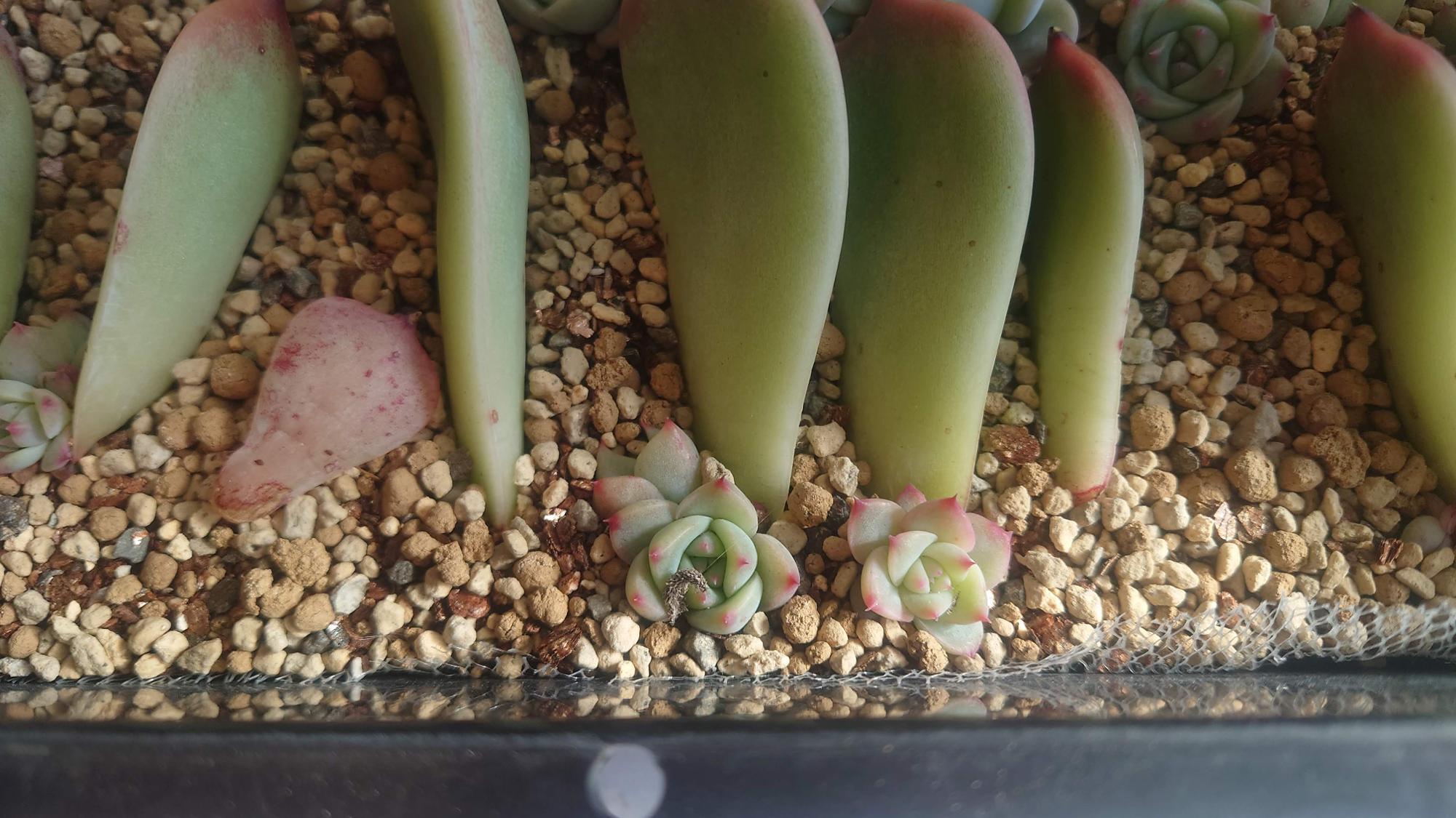 乙女心をくすぐる美韓国多肉植物を200苗爆買い!魅力と販売店 乙女心をくすぐる美韓国多肉植物を200苗爆買い!魅力と販売店