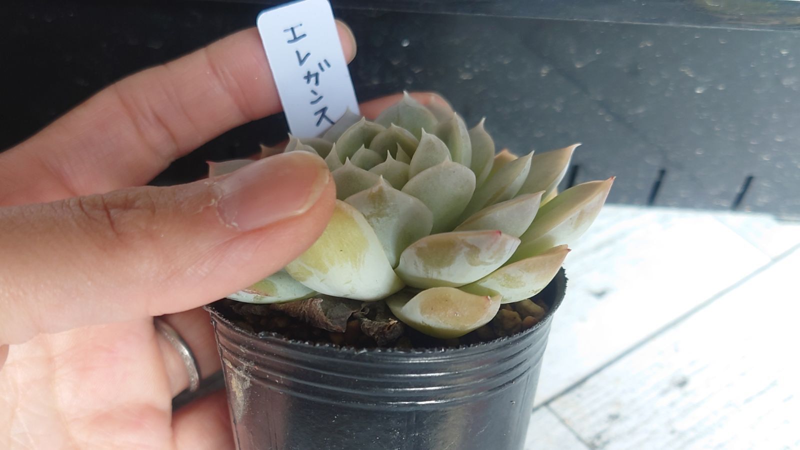 多肉植物】まだ間に合います!11月滑り込みで葉挿しを増やしま 多肉植物】まだ間に合います!11月滑り込みで葉挿しを増やしま