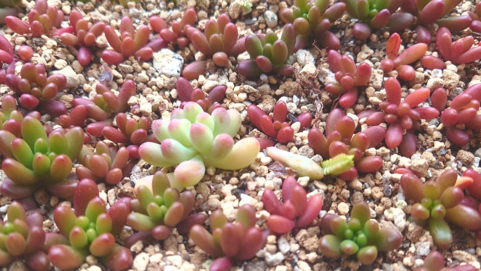 多肉植物】まだ間に合います!11月滑り込みで葉挿しを増やしま 多肉植物】まだ間に合います!11月滑り込みで葉挿しを増やしま