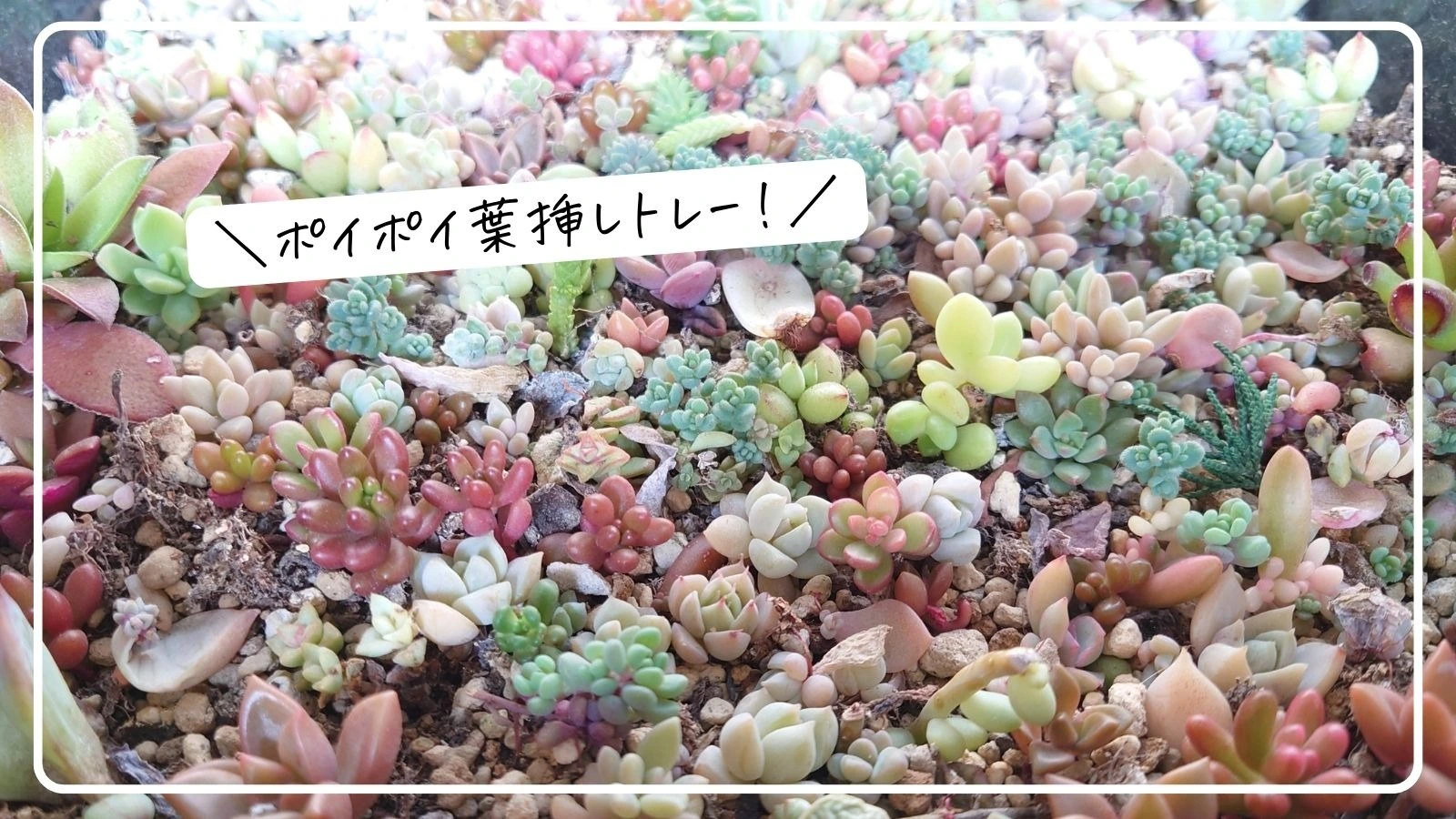 多肉植物 ♡ 葉挿し ♡ 発根発芽有り 人気種と韓国苗入り-