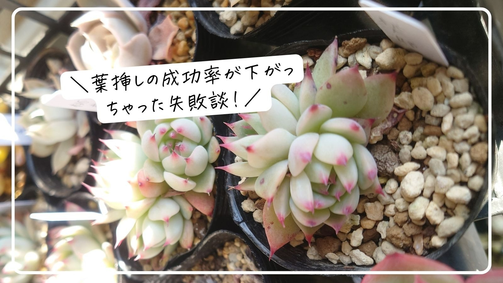 女性が喜ぶ♪ 多肉植物 人気15種♡葉挿しセット① - 観葉植物