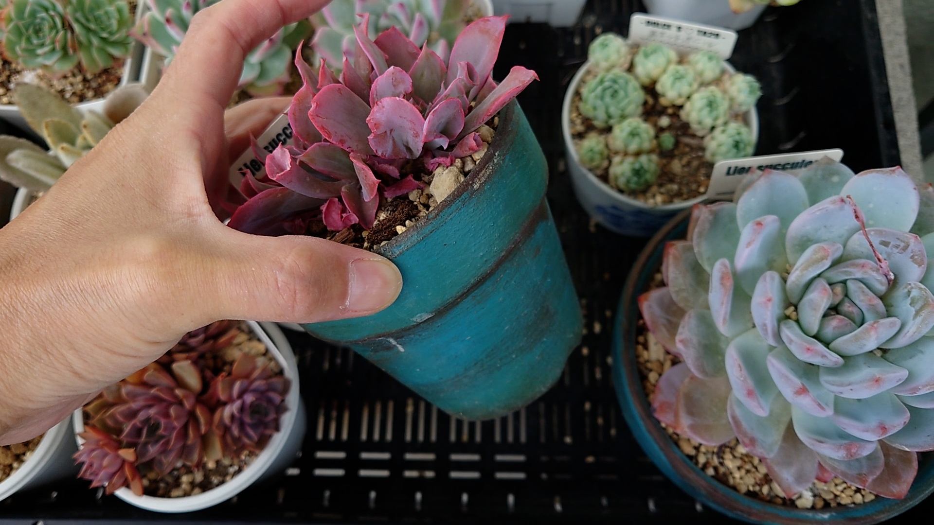 楽天市場 韓国苗 多肉植物 韓国苗 多肉植物 あずbird様 観葉植物