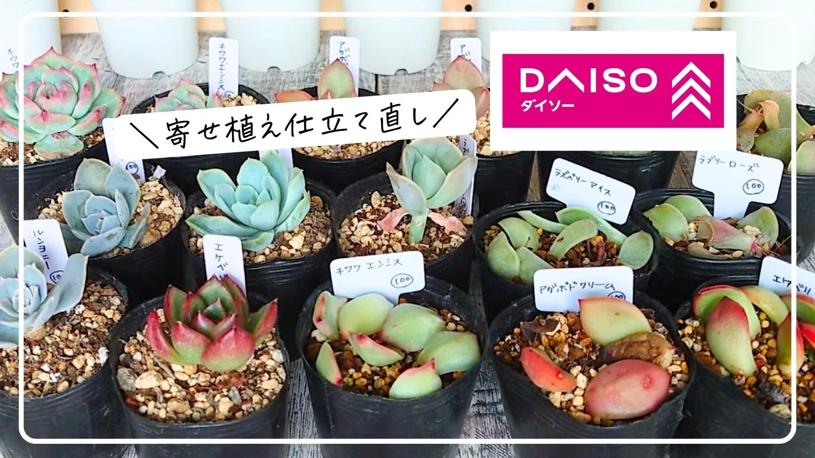 100均多肉】植替え1か月後の根の活着と葉挿し発根発芽レポ（tanikuday_ちか） - エキスパート - Yahoo!ニュース