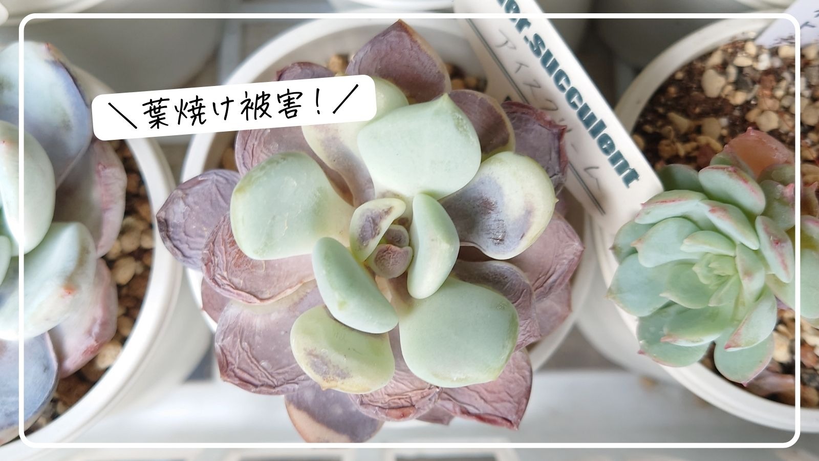 多肉植物】今年は早かった！葉焼け被害報告と原因と広めない対策をご