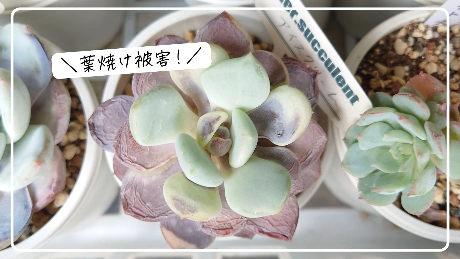 安い大人気 多肉植物 赤い太陽♡葉挿し - 観葉植物