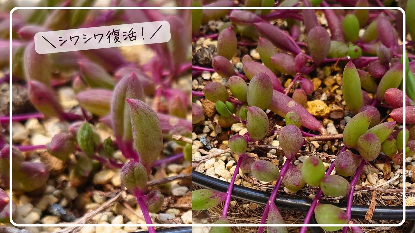 多肉植物】酷暑で弱ったシワシワが復活！手軽さgood微粉ハイポネックス