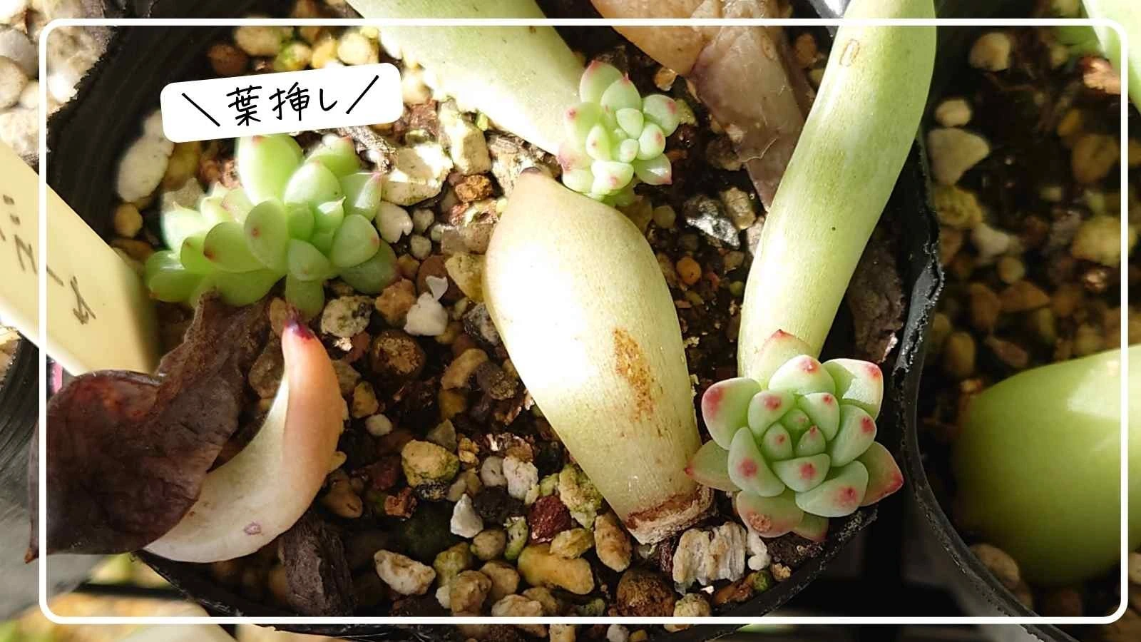 多肉植物】夏の葉挿しは要注意！残念な結果を減らす共通の育て方特徴３つ（tanikuday_ちか） - エキスパート - Yahoo!ニュース