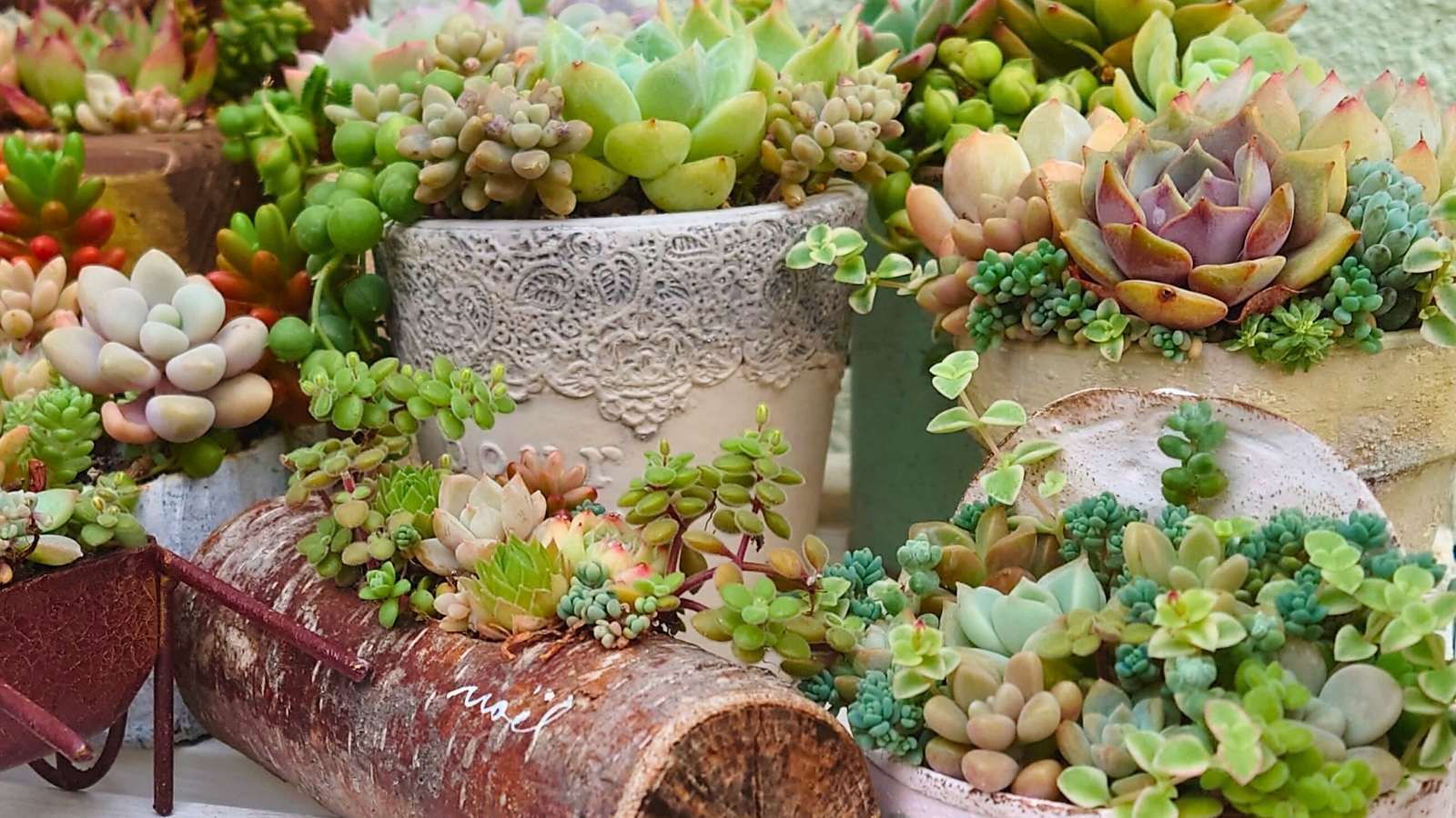 多肉植物】ホムセン見つけたら即買いしちゃう!秋の草系セダム6 多肉植物】ホムセン見つけたら即買いしちゃう!秋の草系セダム6