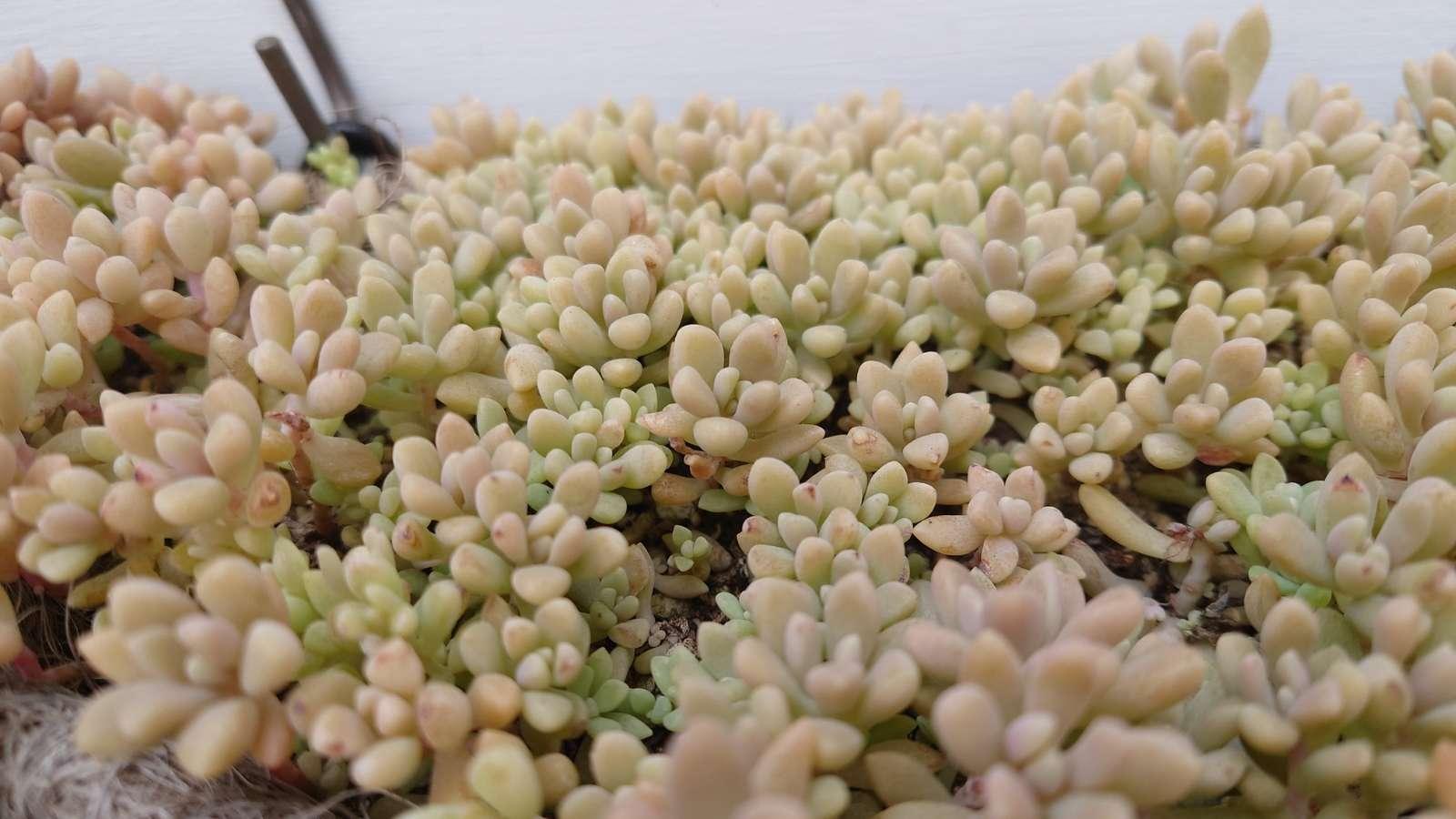 多肉植物リメイク鉢多肉丼お勧めオーダーページです()（多肉植物