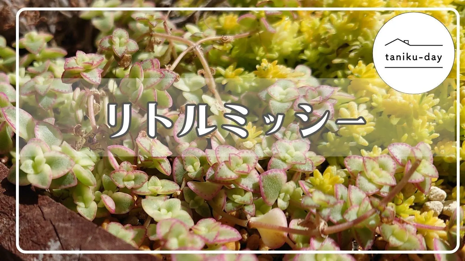 枯れやすい多肉植物【リトルミッシー】は雨ざらしで育てても大丈夫？（tanikuday_ちか） - エキスパート - Yahoo!ニュース