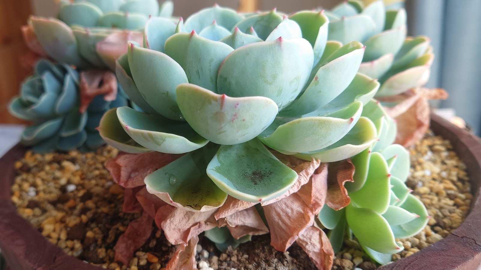 多肉植物】実はクセ強い七福神!ほったらかしで育てるならおさえ 多肉植物】実はクセ強い七福神!ほったらかしで育てるならおさえ