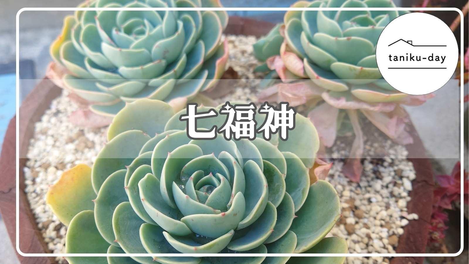 多肉植物】実はクセ強い七福神!ほったらかしで育てるならおさえ 多肉植物】実はクセ強い七福神!ほったらかしで育てるならおさえ