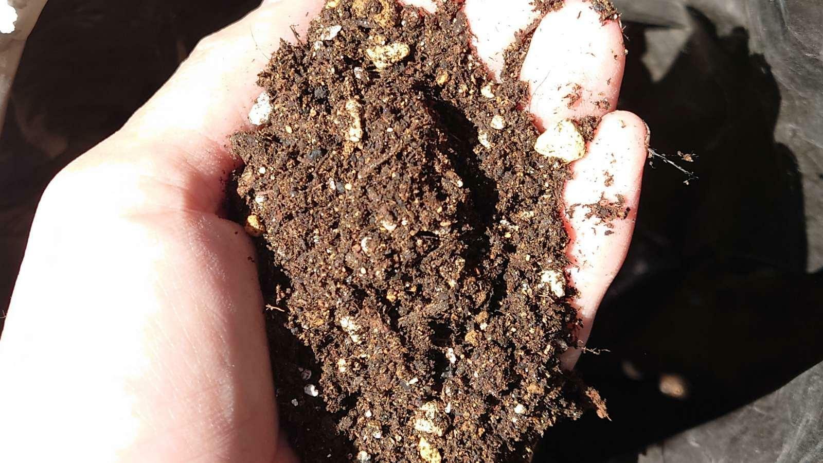 勇気培養土入りお花の土は葉挿しの初期肥料として優秀