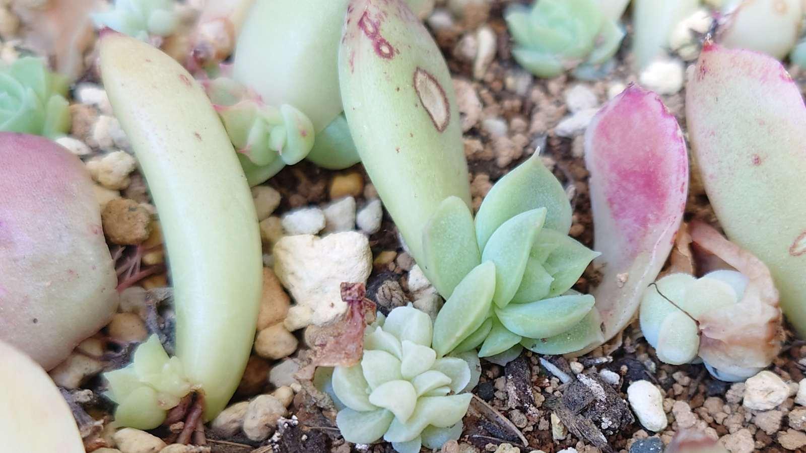 多肉植物】葉挿しは多肉の赤ちゃん♪大切に育てるなら土の配合マネしてみて（tanikuday_ちか） - エキスパート - Yahoo!ニュース