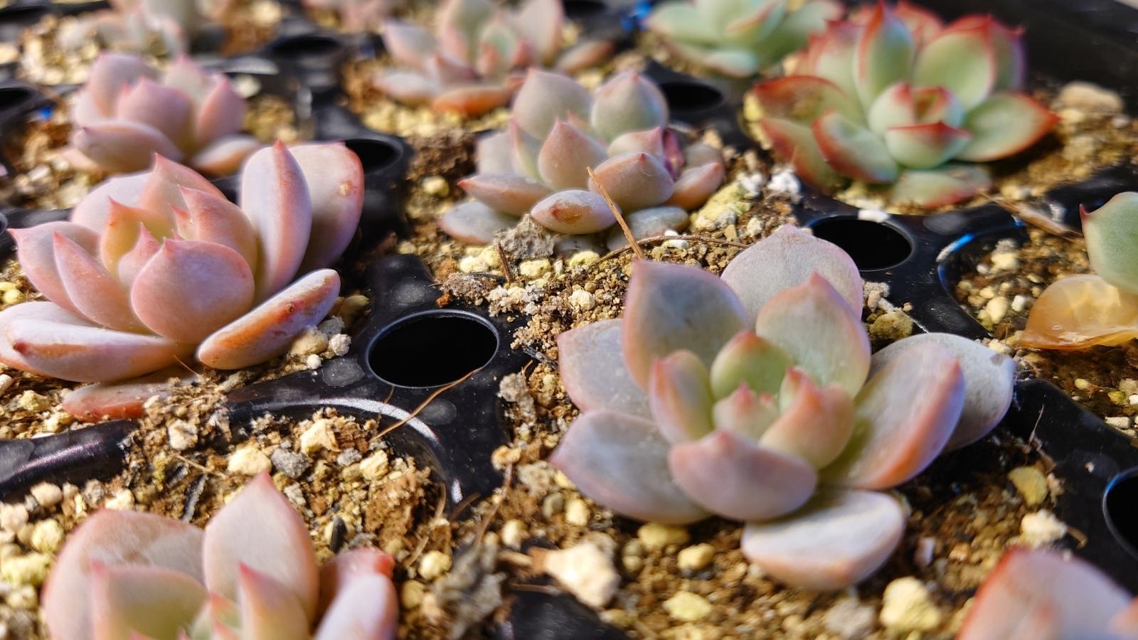 多肉植物】葉挿しの成長が止まったらいつもやってます!水やりに 多肉植物】葉挿しの成長が止まったらいつもやってます!水やりに