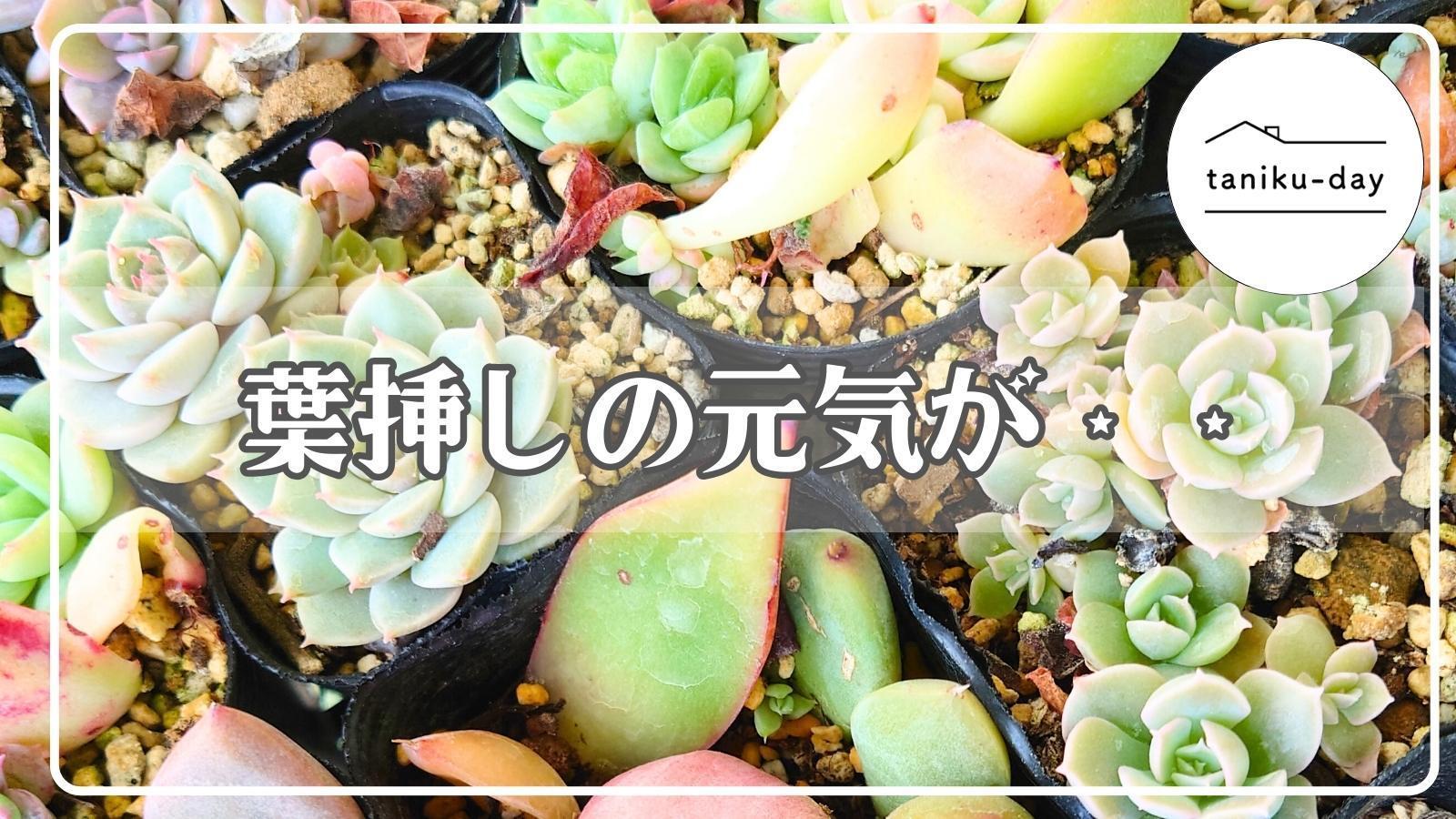 多肉植物】葉挿しの成長が止まったらいつもやってます!水やりに 多肉植物】葉挿しの成長が止まったらいつもやってます!水やりに