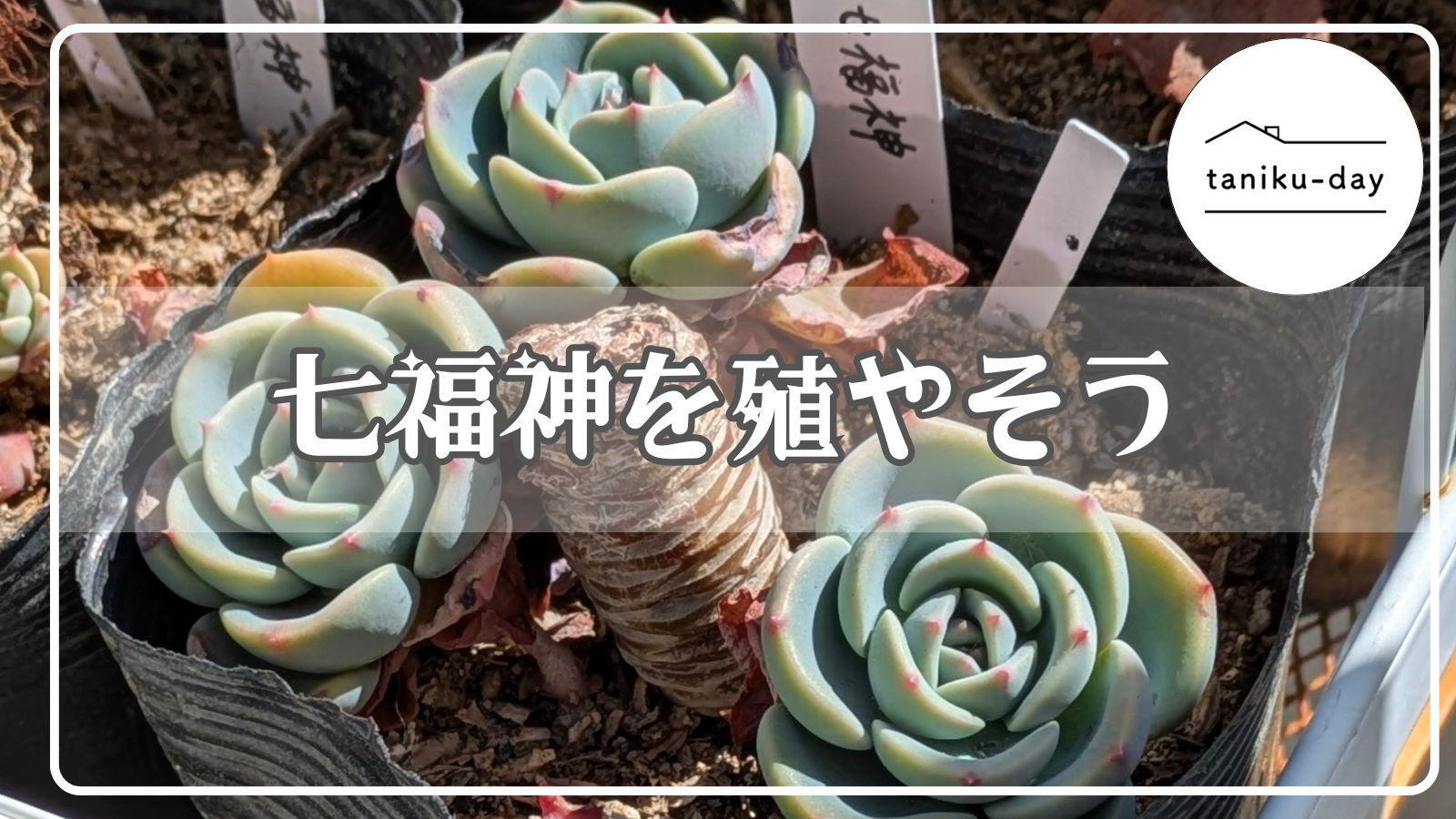 多肉植物【七福神】モリモリ育つカット術!成長が速い七福神は 多肉植物【七福神】モリモリ育つカット術!成長が速い七福神は