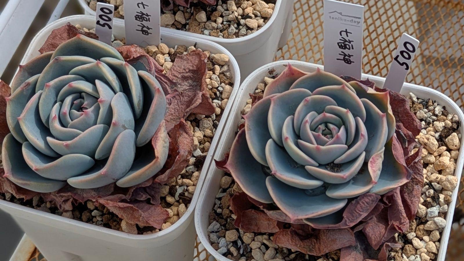 多肉植物】こんな「七福神」みかけたら要注意!(tanikuday_ちか 多肉植物】こんな「七福神」みかけたら要注意!(tanikuday_ちか