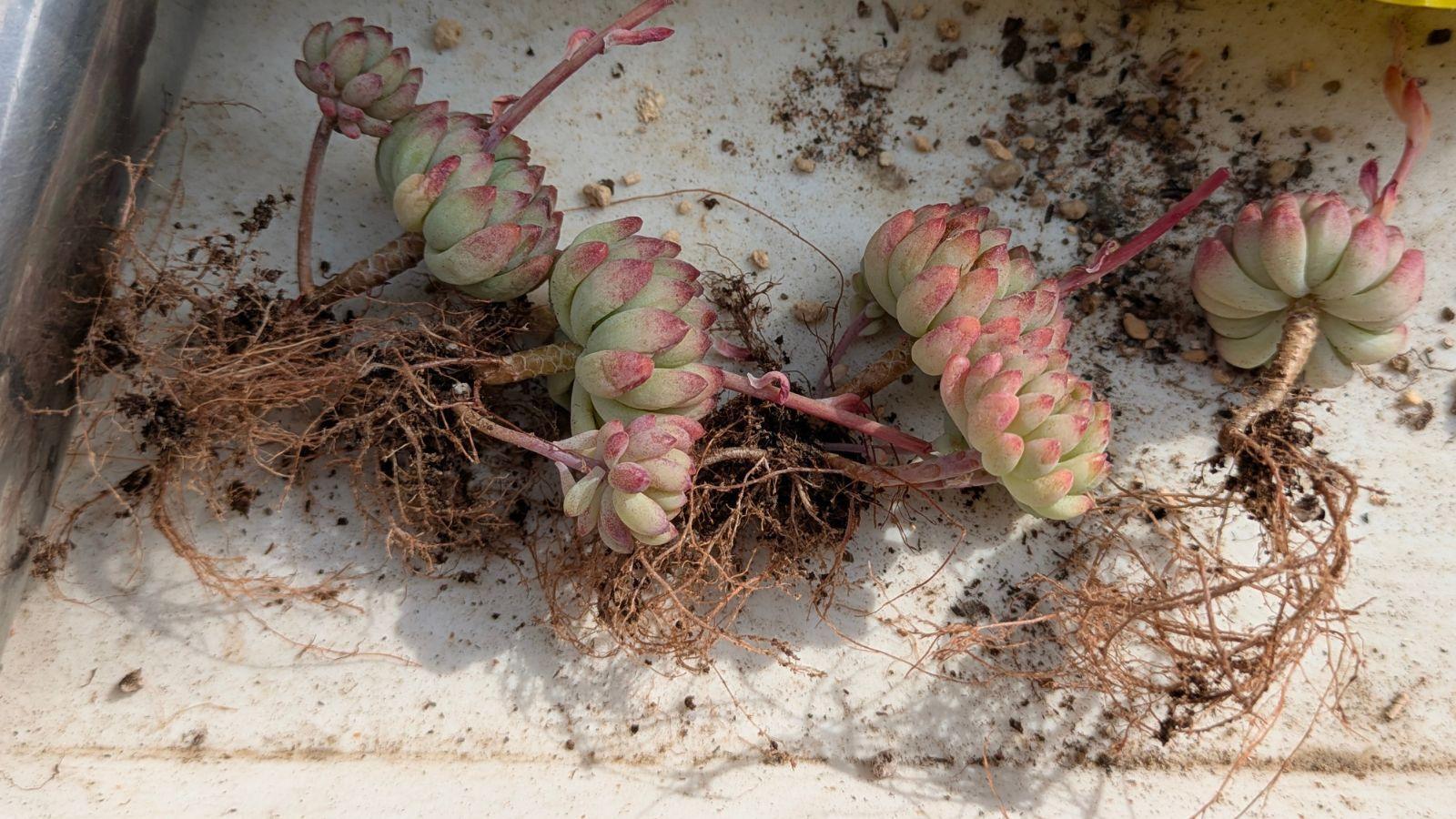 多肉植物】大きく丈夫に育ってね♪育てやすい肥料紹介と使い方 多肉植物】大きく丈夫に育ってね♪育てやすい肥料紹介と使い方