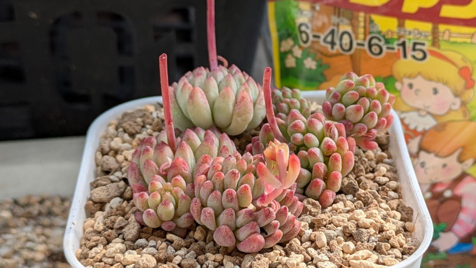 多肉植物】大きく丈夫に育ってね♪育てやすい肥料紹介と使い方