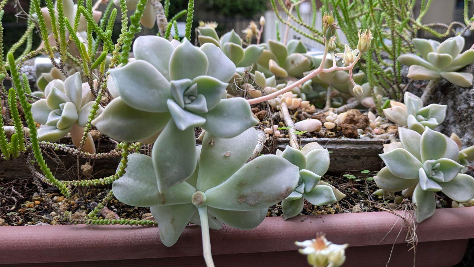 多肉植物。 胧月抜き苗 7754bd235b4e8a76570fb498045c57