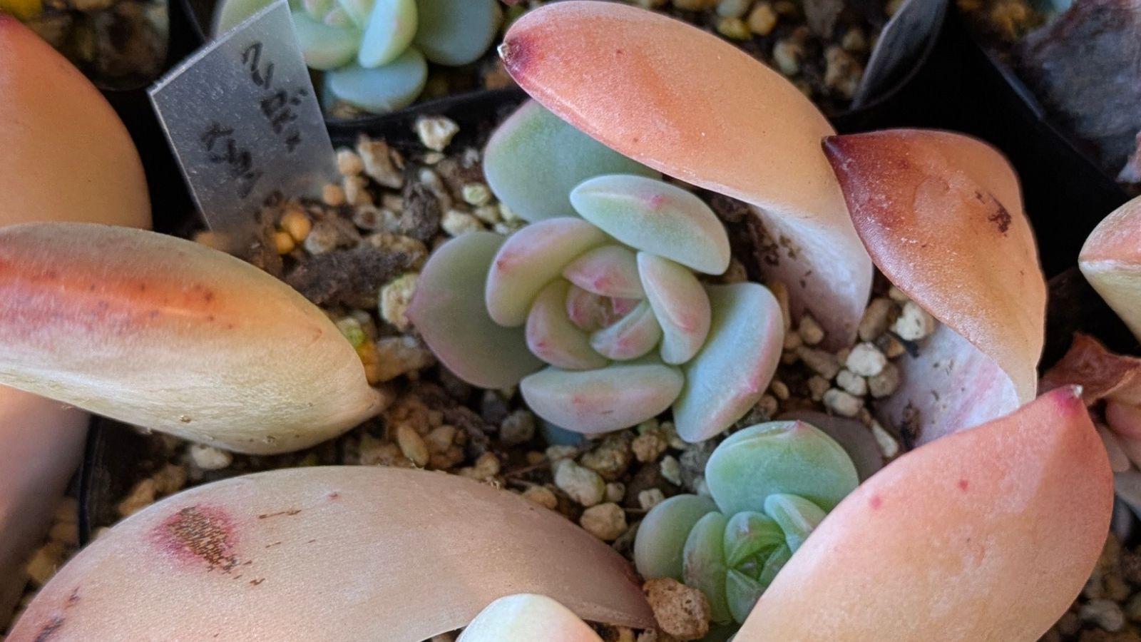 多肉植物】はじめての葉挿し！親葉が取れないときの「くるっ」と