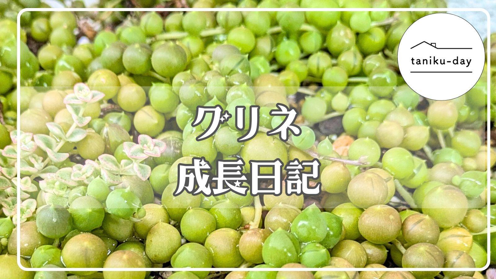 グリーンネックレス | わたしのずかん ♫