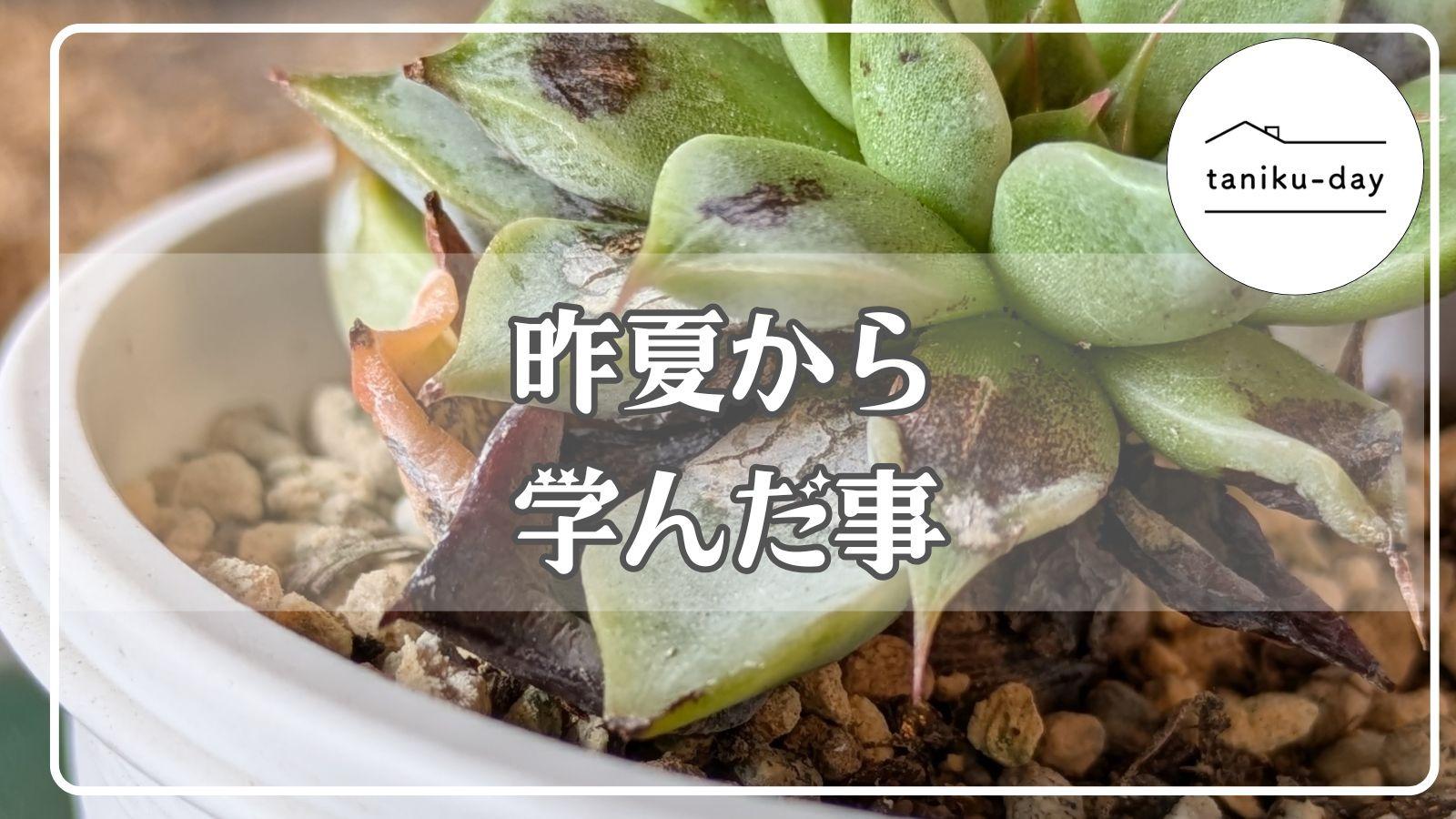 多肉植物❤️確認ページとなります。お買い上げにならないようお願い致します。 424 [It's hot, but is it okay to buy it?] How to care for it