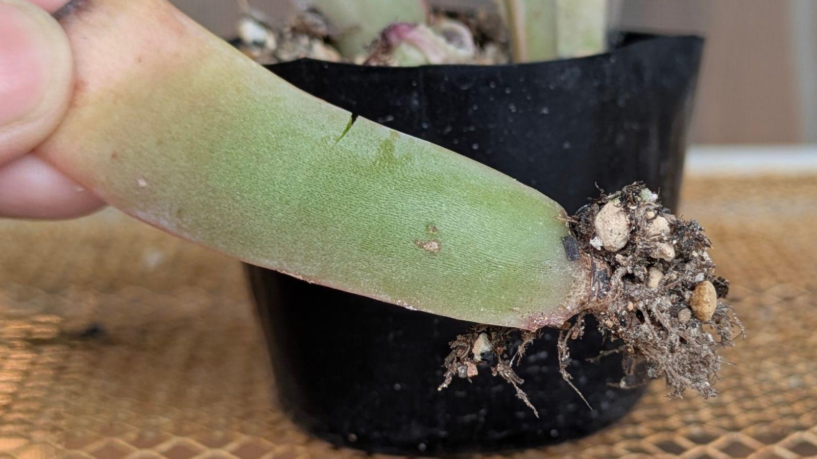 多肉植物❤️確認ページとなります。お買い上げにならないようお願い致します。 多肉植物 oriミックスベリア No.051 ぺったん おらいさん苗 送料