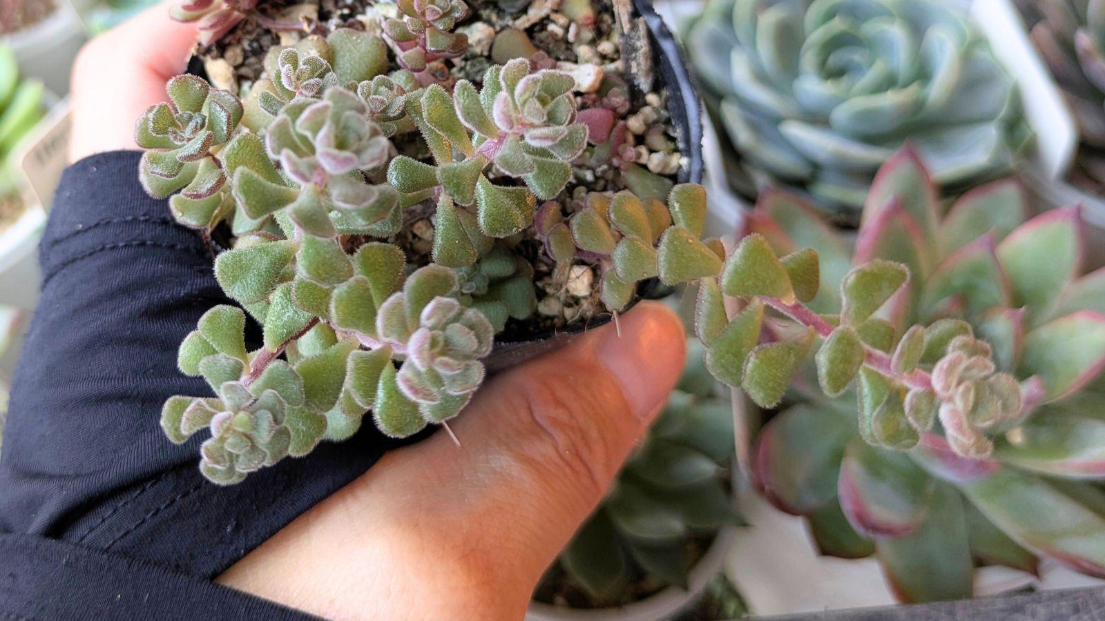 セダム！秋にお迎えするならこの子！大人気セダムを親にもつ交配種の