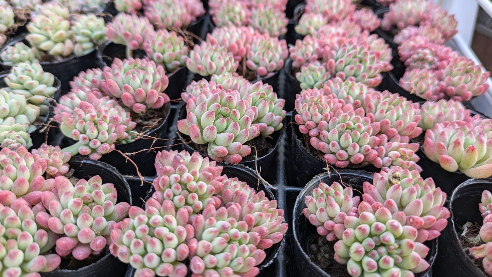【名無しエケベリア＆セダム】初心者様オススメ♡ 楽天市場】多肉植物 寄せ植え セット 多肉セット 鉢 土 多肉