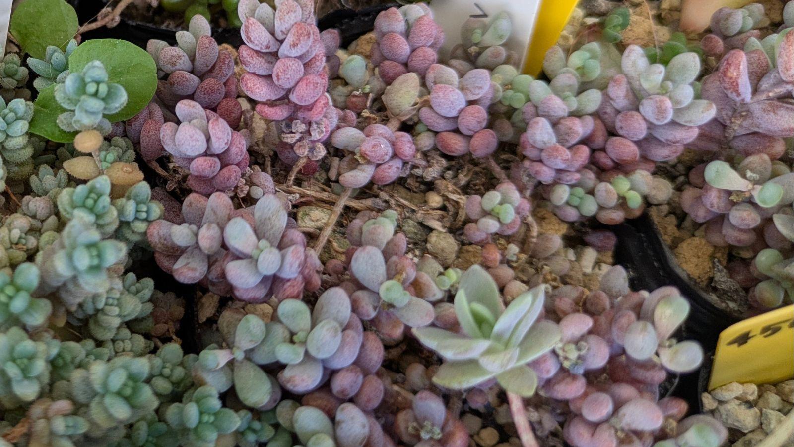 調整中①多肉植物 ちまちま寄せ植え抜き苗 根付き パープルヘイズ セダム おまけ→ジョセリンカット苗 多肉植物セダム寄せ植えちまちま