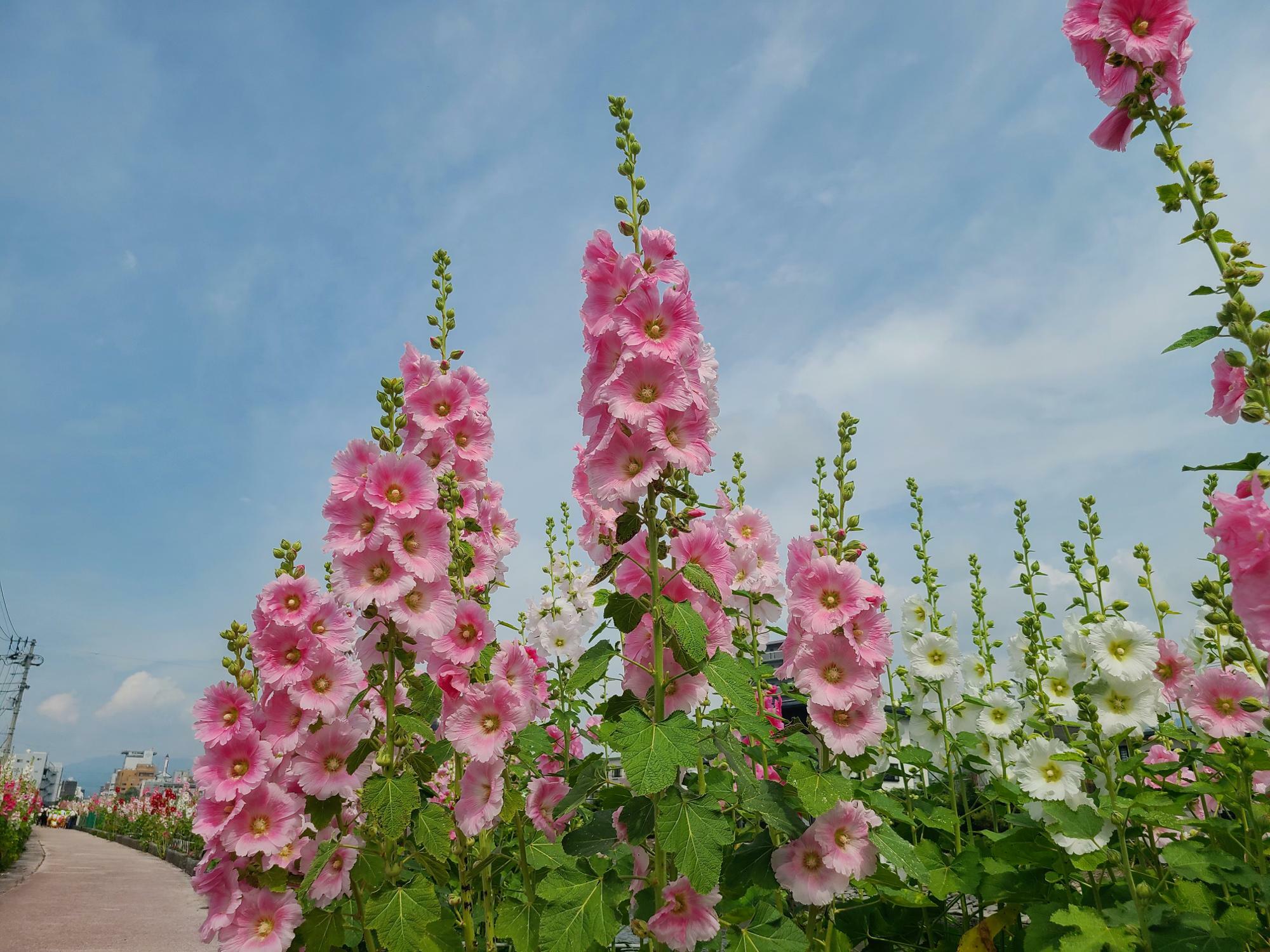 高知市】おすすめスポット！彩りゆたかな初夏の花「タチアオイ」は今が