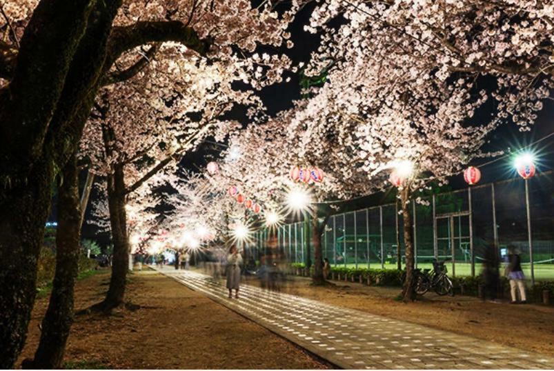 諏訪の桜トンネル（提供元：豊川市観光協会Instagram）