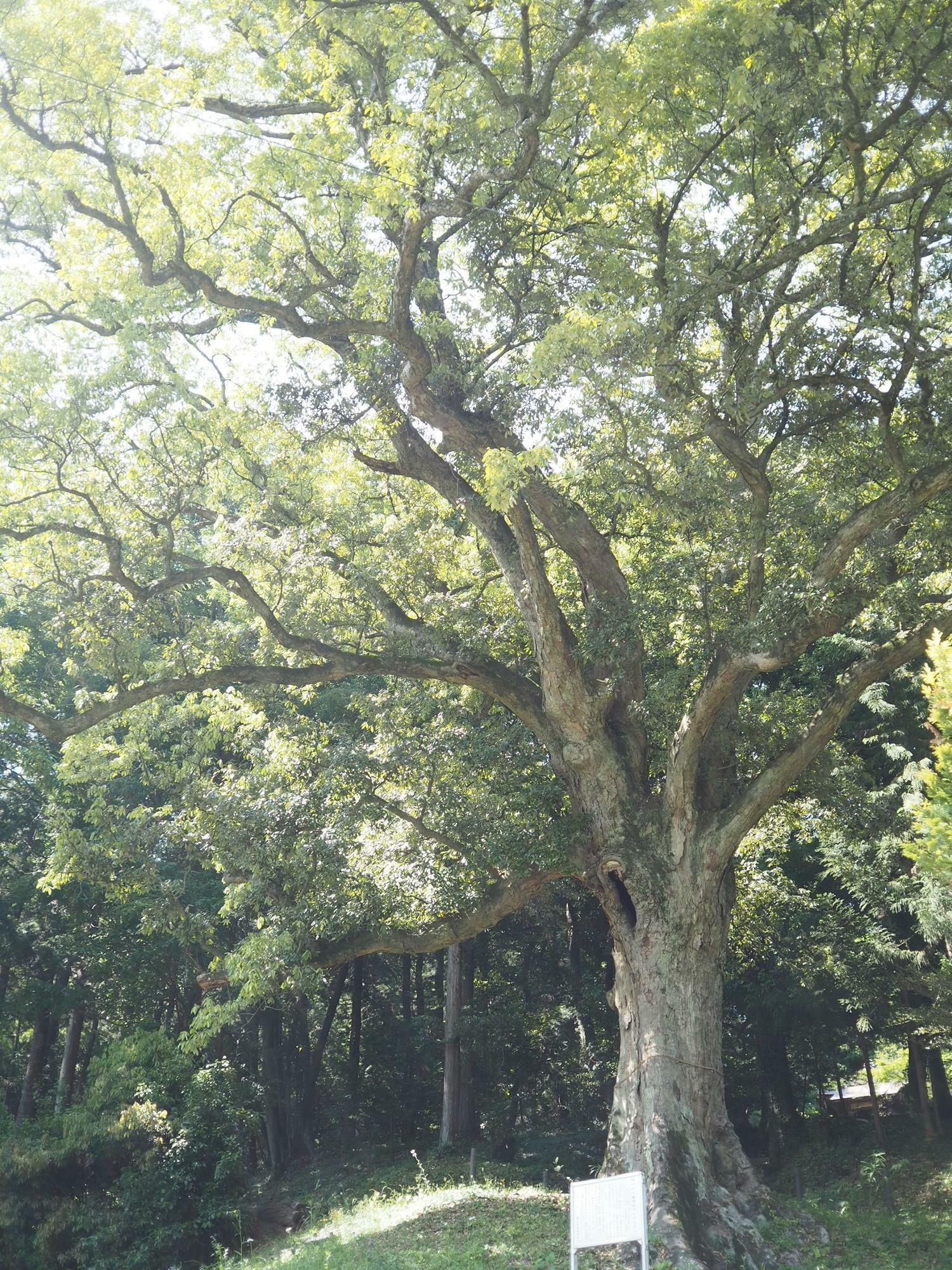イチイガシの大木。樹齢400年以上とも言われています