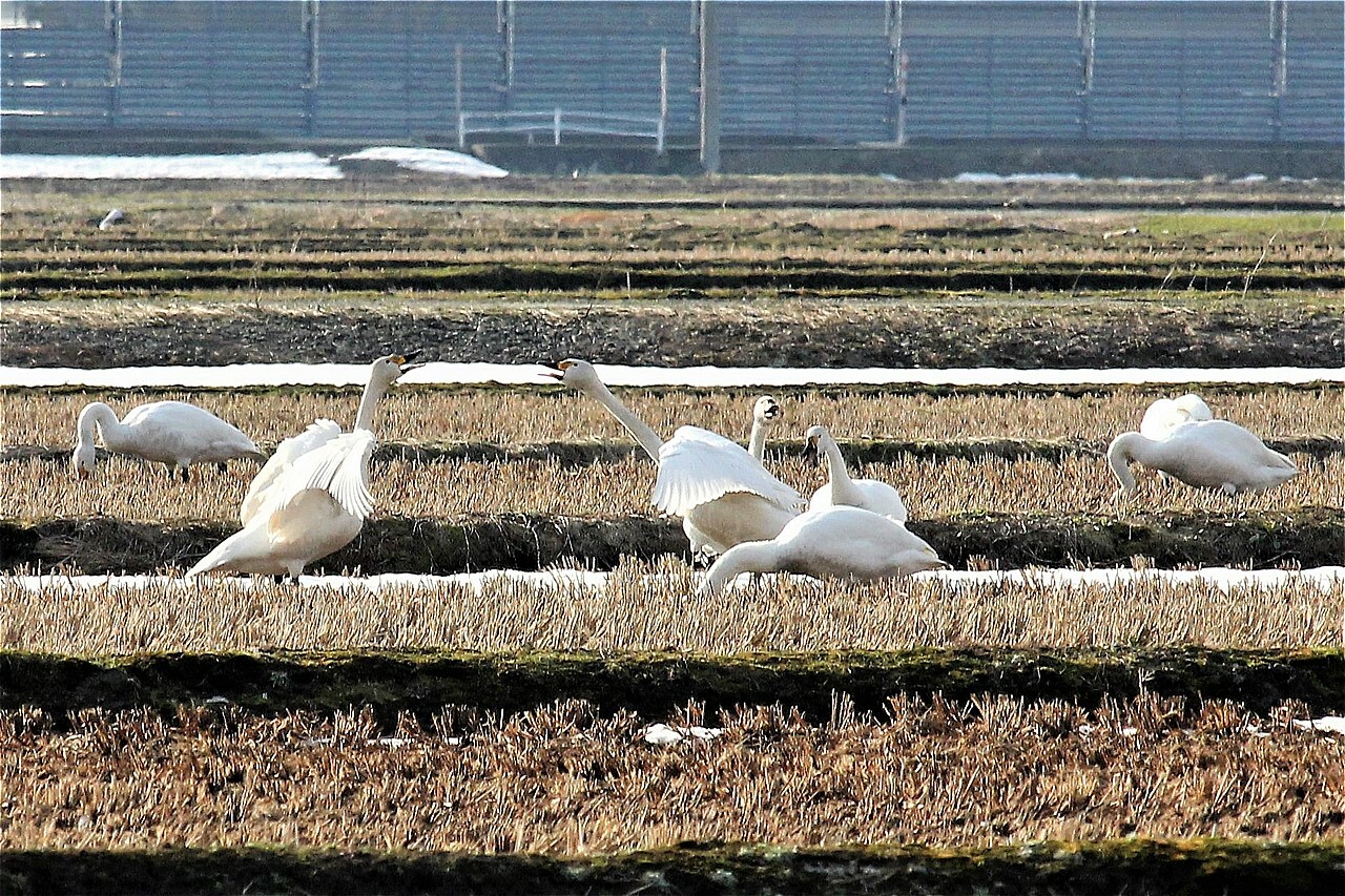 田園地帯で戯れる白鳥たち。山形鉄道の車窓から眺めることができるが、雪解けの訪れと共に北に帰って行く。
