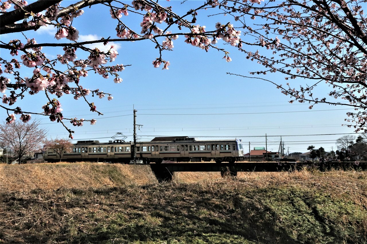 土手に桜の花咲く粕川橋梁をのんびりと渡る電車。元京王井の頭線で走っていた中古車だ。