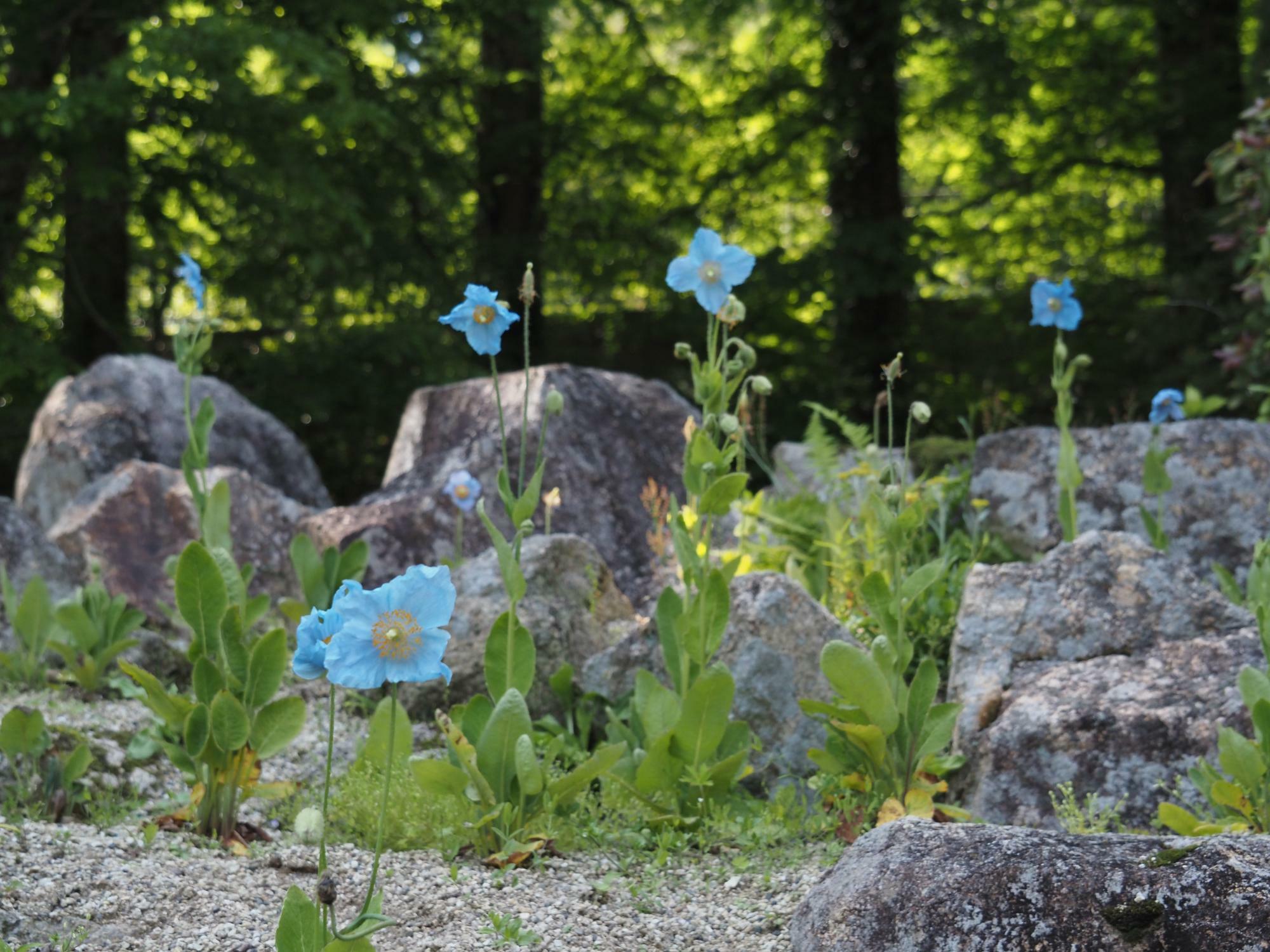 ヒマラヤの青いケシの花
