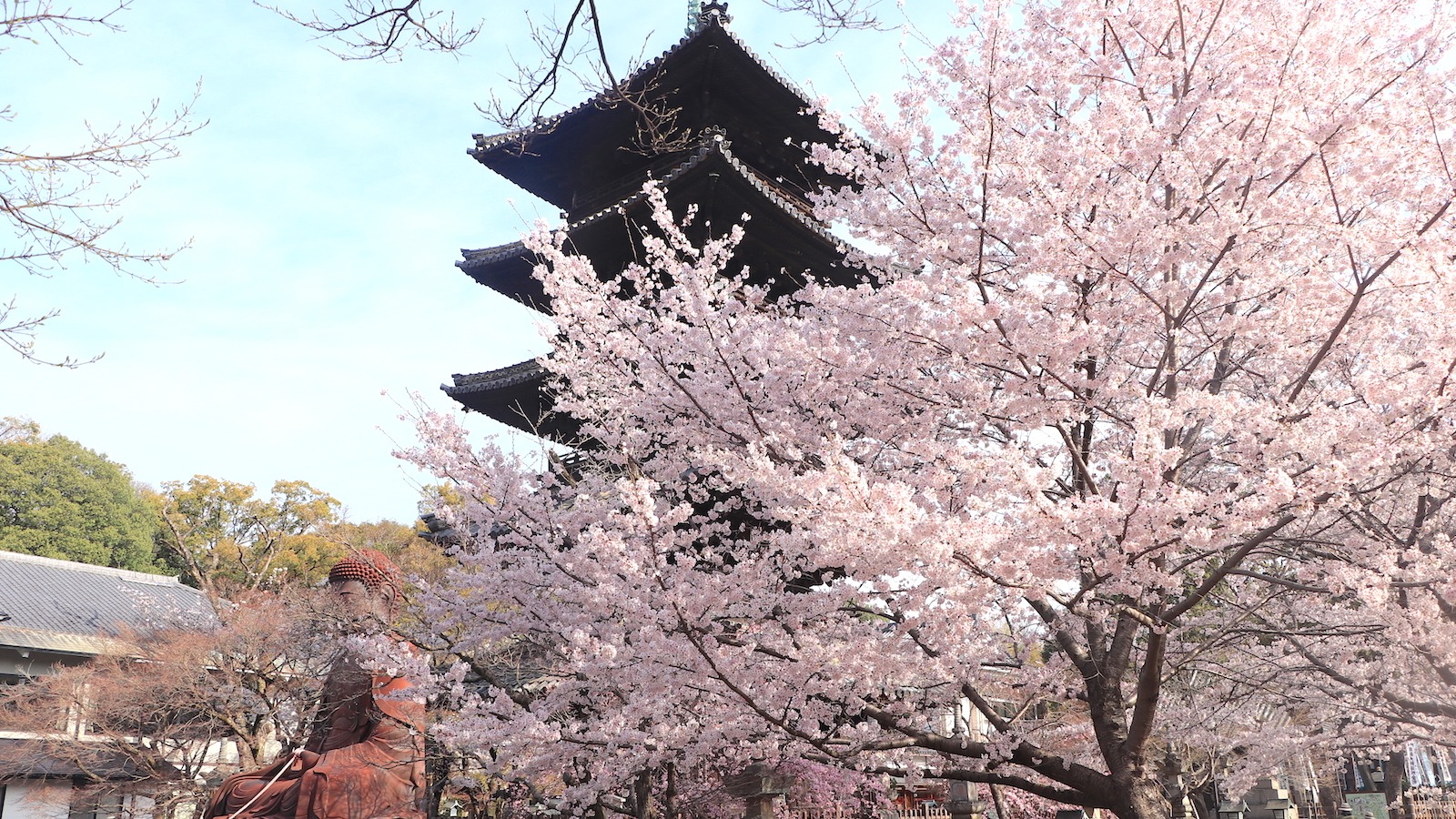 名古屋市昭和区】名古屋の穴場な桜名所「興正寺」境内が美し 名古屋市昭和区】名古屋の穴場な桜名所「興正寺」境内が美し