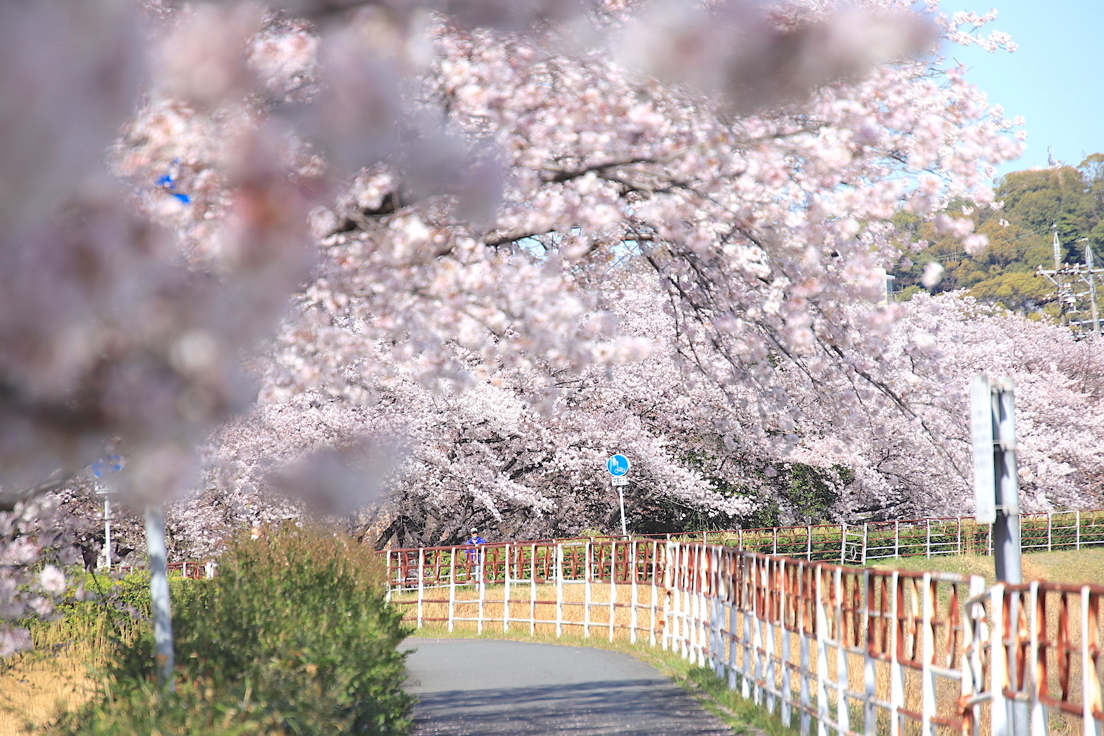 通販激安サイト ＊名古屋 黒地に桜＊NＯ-180310 - 浴衣/水着