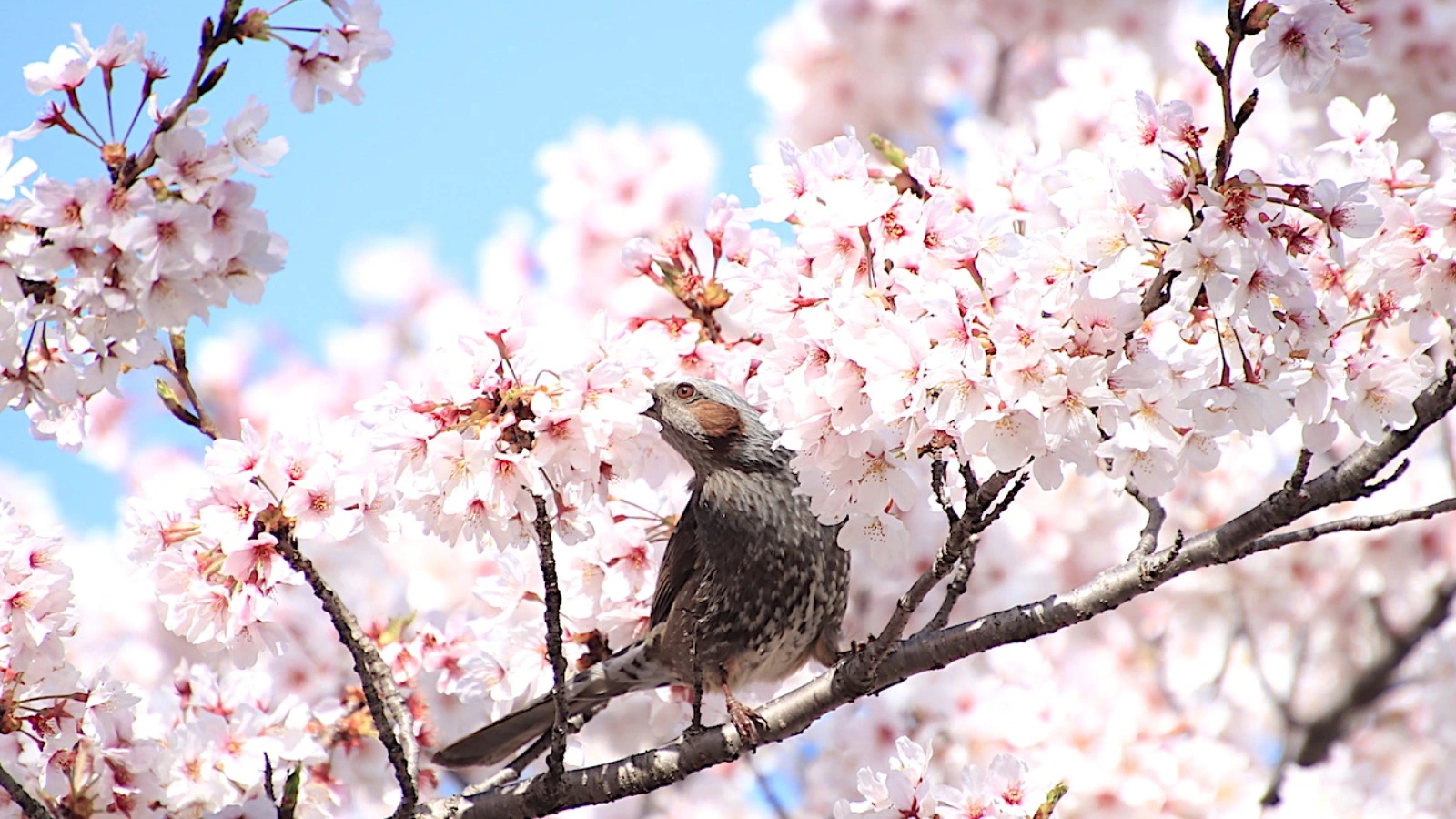 名古屋市天白区】ピンク色に包まれる。春の「天白川桜並木」でヒヨドリ