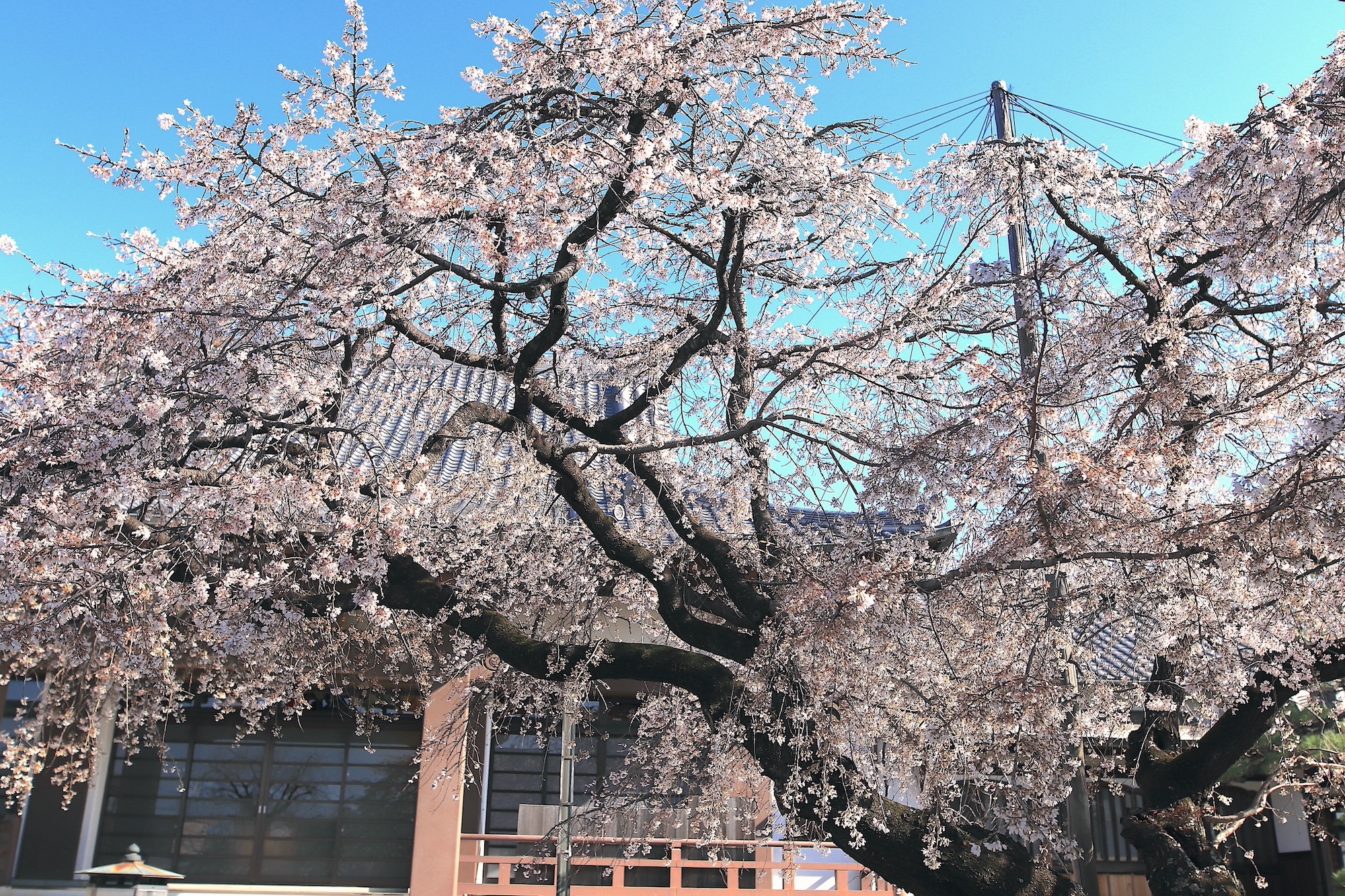 名古屋市・昭和区編】名古屋の絶景桜名所3選〜桜と寺社仏閣の