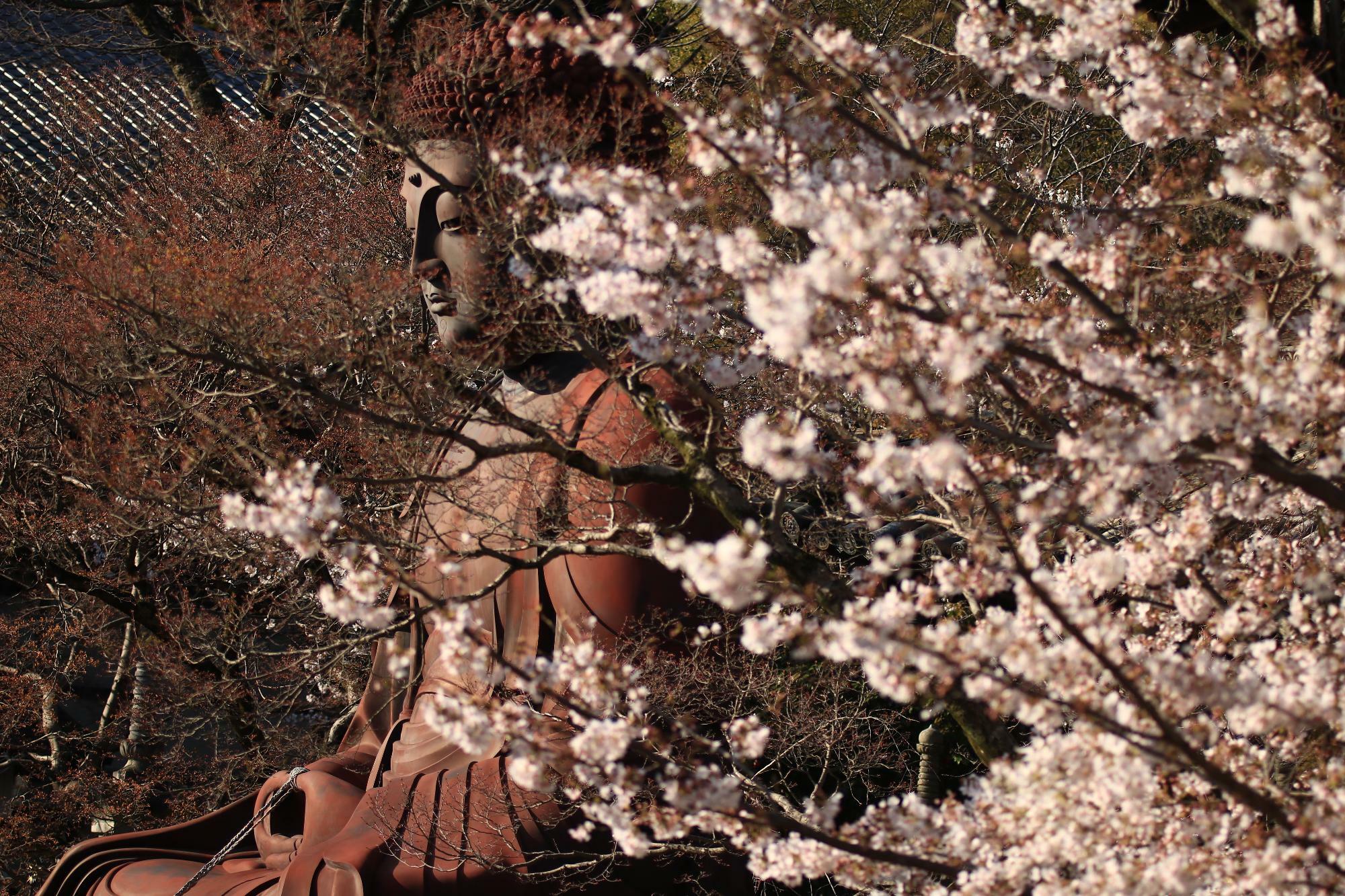 名古屋市・昭和区編】名古屋の絶景桜名所3選〜桜と寺社仏閣の