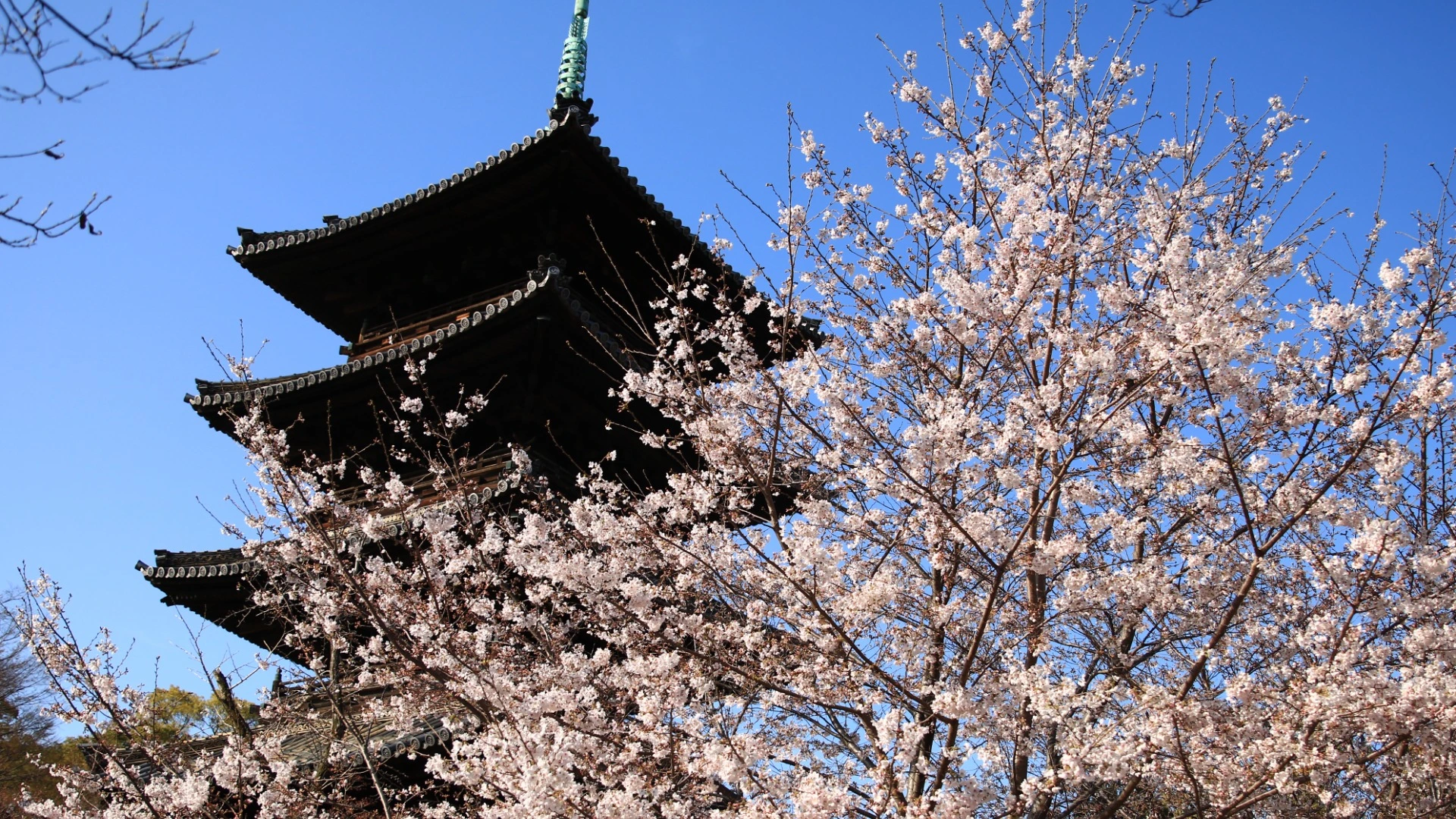 名古屋市・昭和区編】名古屋の絶景桜名所3選〜桜と寺社仏閣の